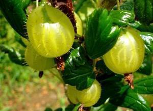 Overview of gooseberry varieties for the Moscow region, Siberia,