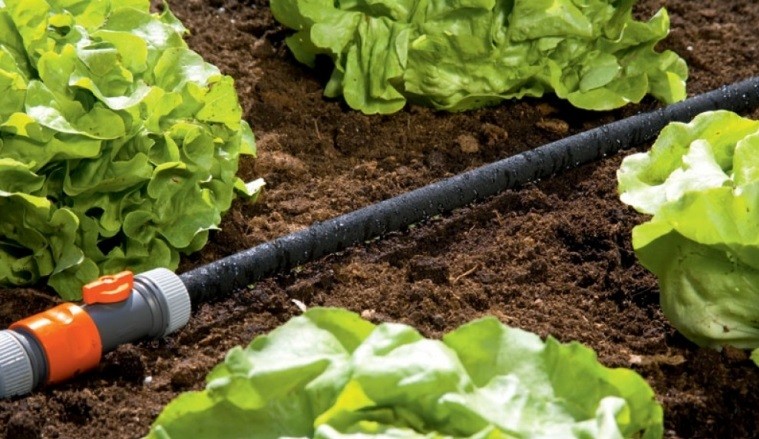 Overview of micro-drip irrigation systems for greenhouses - plodovie.ru