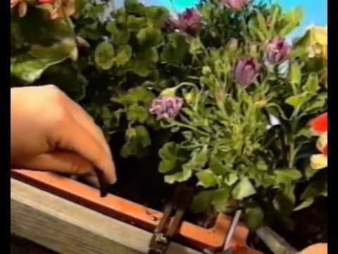 Overview of micro-drip irrigation systems for greenhouses - plodovie.ru