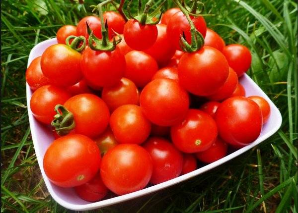 Overview of new tomato varieties for 2022