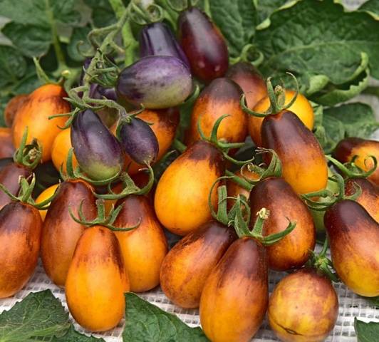 Overview of new tomato varieties for 2022