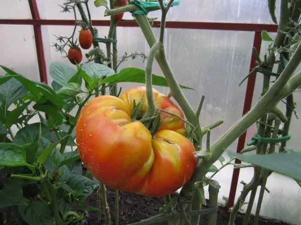 Overview of new tomato varieties for 2022