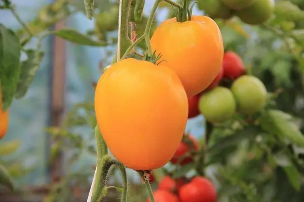 Overview of new tomato varieties for 2022