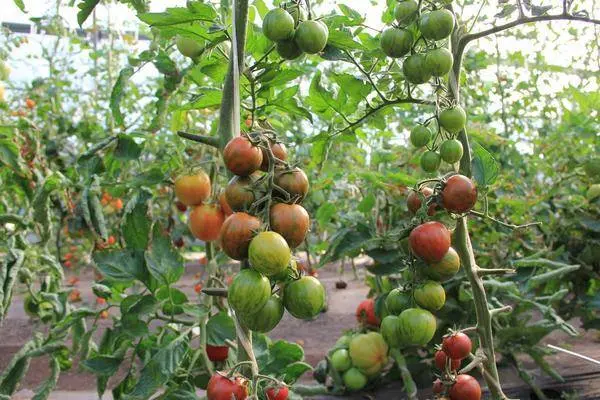 Overview of new tomato varieties for 2022