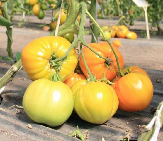 Overview of new tomato varieties for 2022