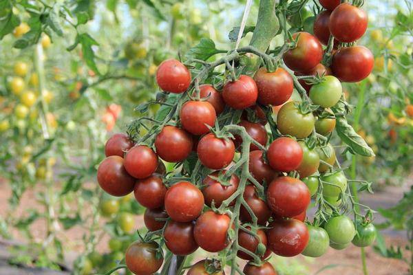 Overview of new tomato varieties for 2022