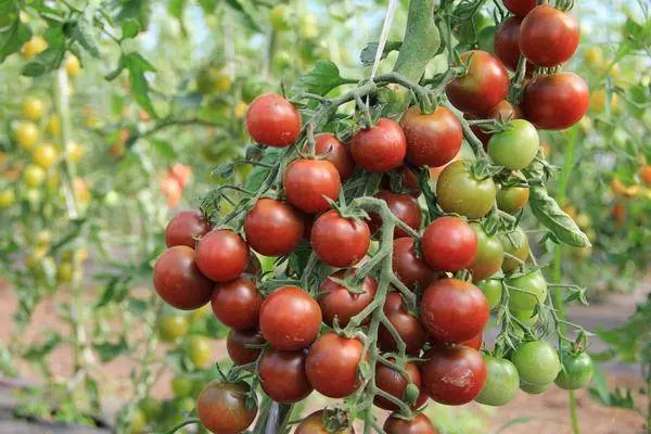 Overview of new tomato varieties for 2022