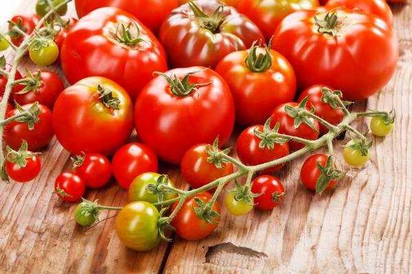 Overview of new tomato varieties for 2022