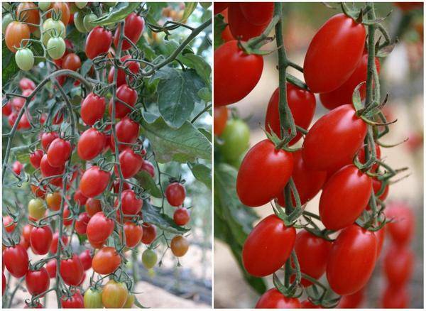 Overview of new tomato varieties for 2022