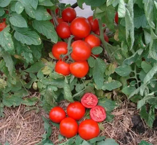 Overview of new tomato varieties for 2022