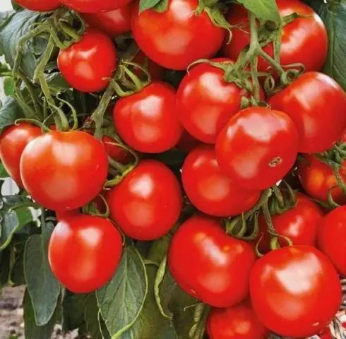 Overview of new tomato varieties for 2022