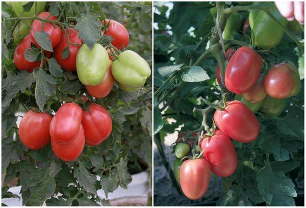 Overview of new tomato varieties for 2022