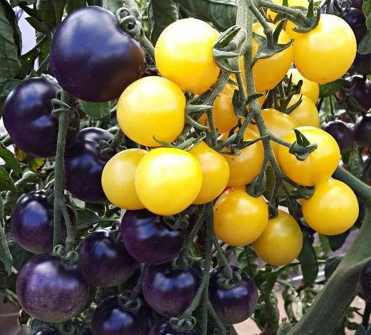 Overview of new tomato varieties for 2022