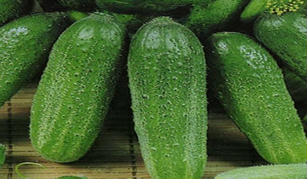 Overview of the best varieties of cucumbers for greenhouses with a photo