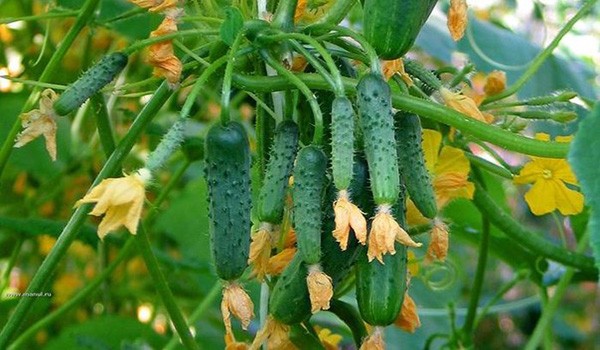 Overview of the best varieties of cucumbers for greenhouses with a photo