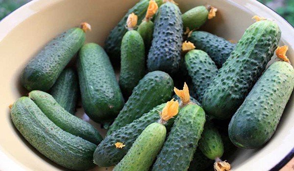 Overview of the best varieties of cucumbers for greenhouses with a photo