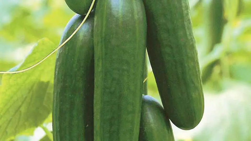 Overview of the best varieties of cucumbers for greenhouses with a photo