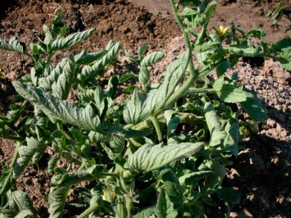 Overview of tomato diseases: different types and how to deal with them effectively