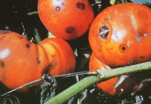 Overview of tomato diseases: different types and how to deal with them effectively