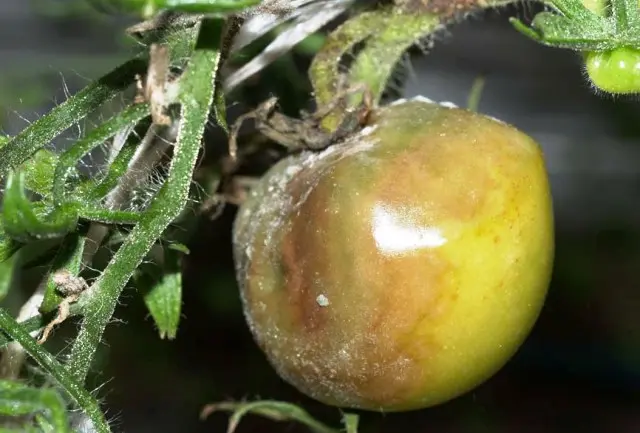 Overview of tomato diseases: different types and how to deal with them effectively