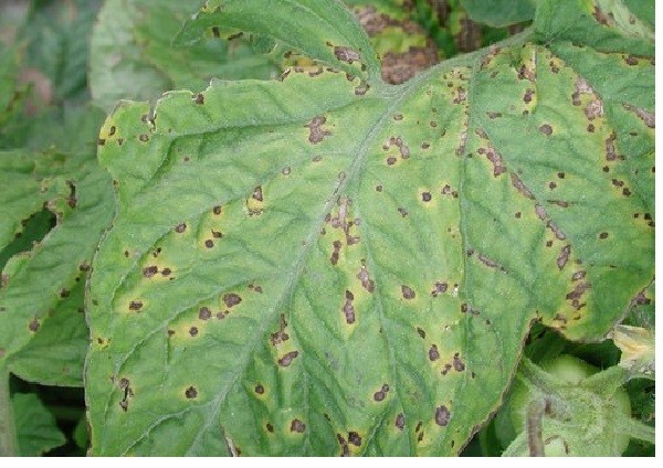 Overview of tomato diseases: different types and how to deal with them effectively