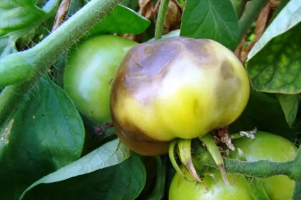 Overview of tomato diseases: different types and how to deal with them effectively