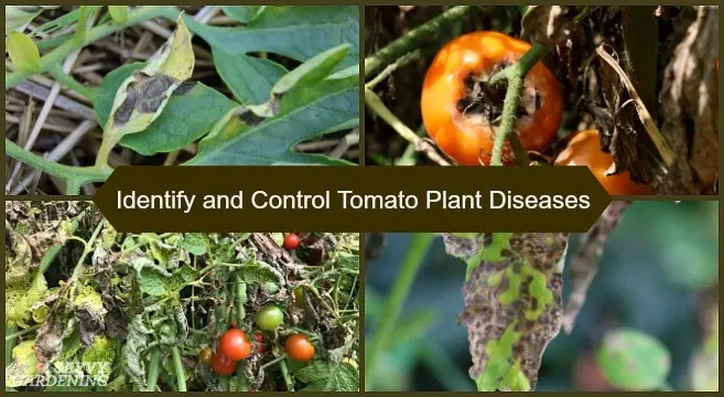 Overview of tomato diseases: different types and how to deal with them effectively