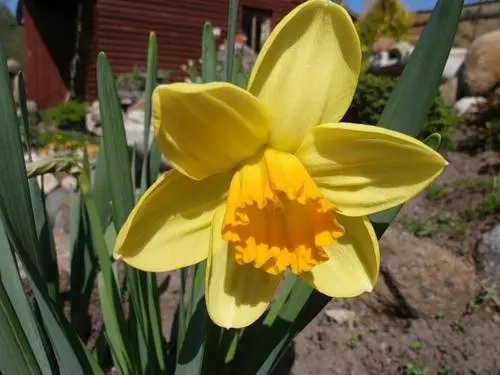 Overview of yellow perennial flowers with a photo