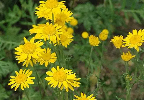 Overview of yellow perennial flowers with a photo