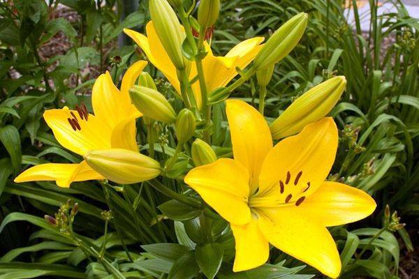 Overview of yellow perennial flowers with a photo