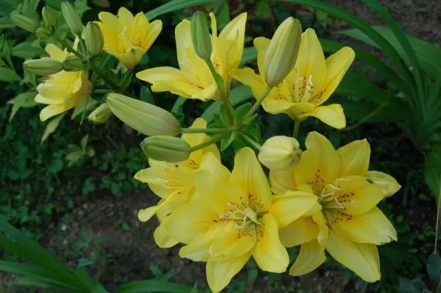 Overview of yellow perennial flowers with a photo