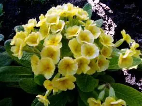 Overview of yellow perennial flowers with a photo