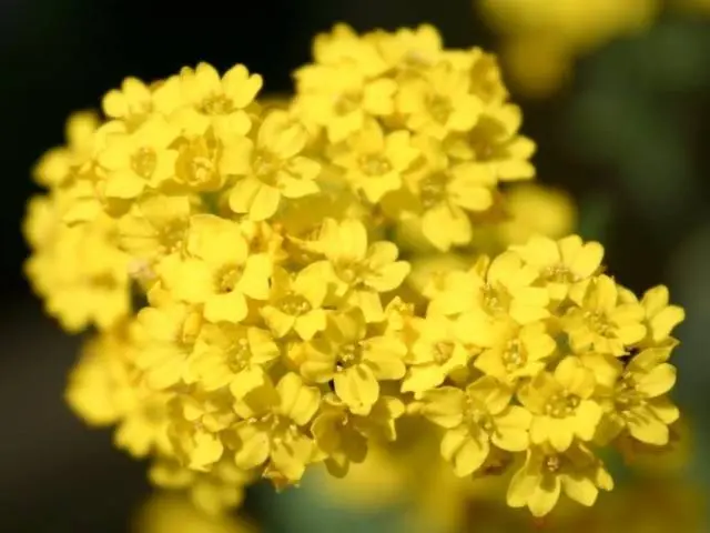 Overview of yellow perennial flowers with a photo