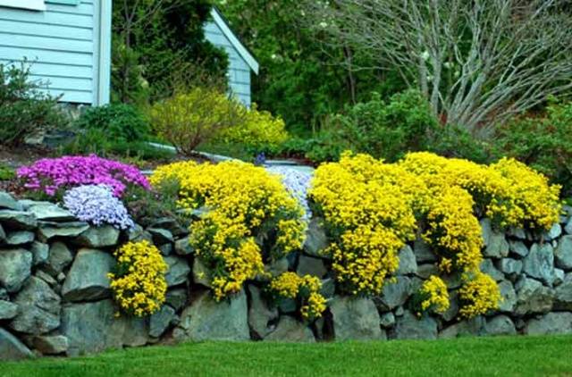 Overview of yellow perennial flowers with a photo