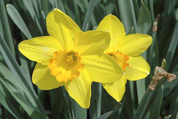 Overview of yellow perennial flowers with a photo