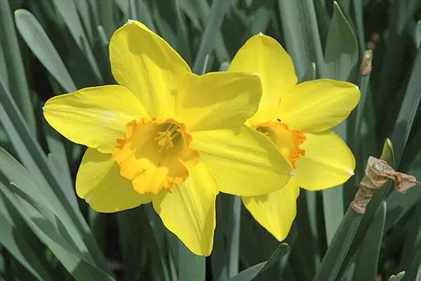 Overview of yellow perennial flowers with a photo