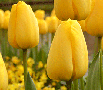 Overview of yellow perennial flowers with a photo