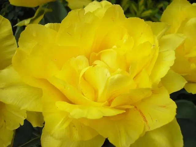 Overview of yellow perennial flowers with a photo