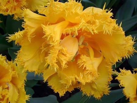 Overview of yellow perennial flowers with a photo