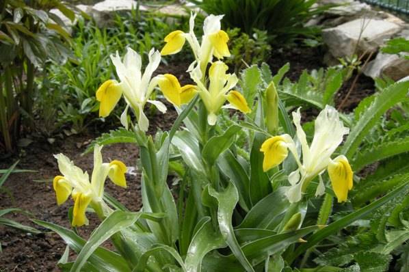 Overview of yellow perennial flowers with a photo