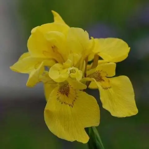 Overview of yellow perennial flowers with a photo