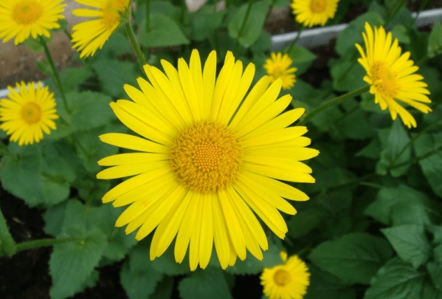 Overview of yellow perennial flowers with a photo