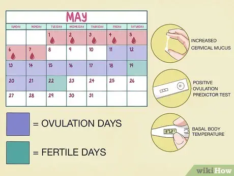 Ovulation calendar &#8211; check when you have your fertile and infertile days. Is this an effective method?