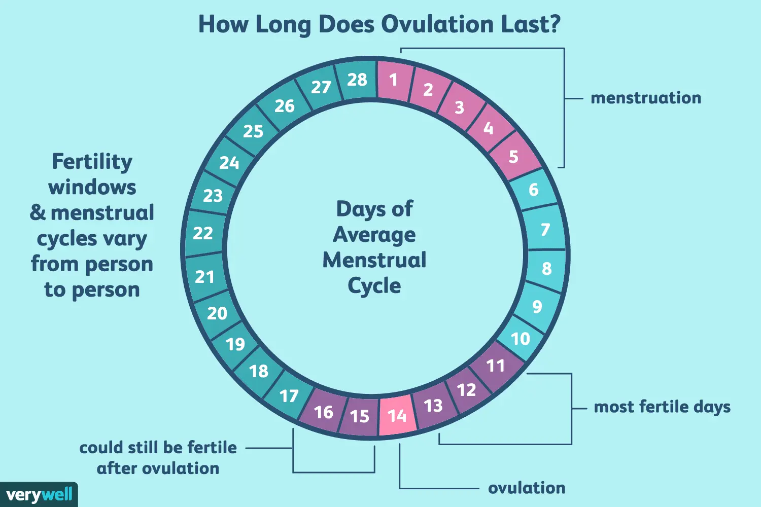 Ovulation &#8211; How Long Does It Take? Symptoms of ovulation