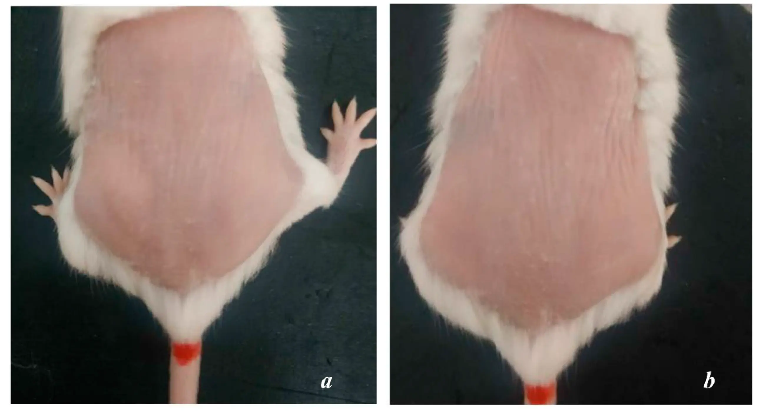 Oxygen protects tanned mice from wrinkles