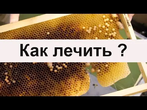 Oxytetracycline for bees