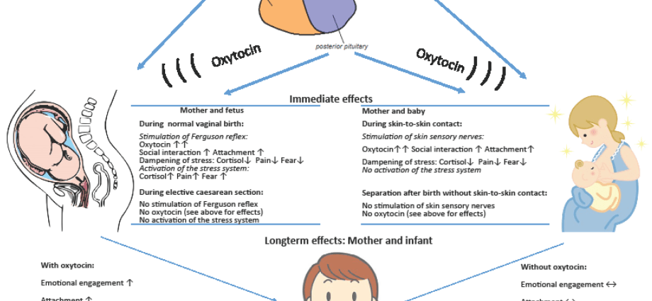 Oxytocin &#8211; action, functions, research. Oxytocin and childbirth