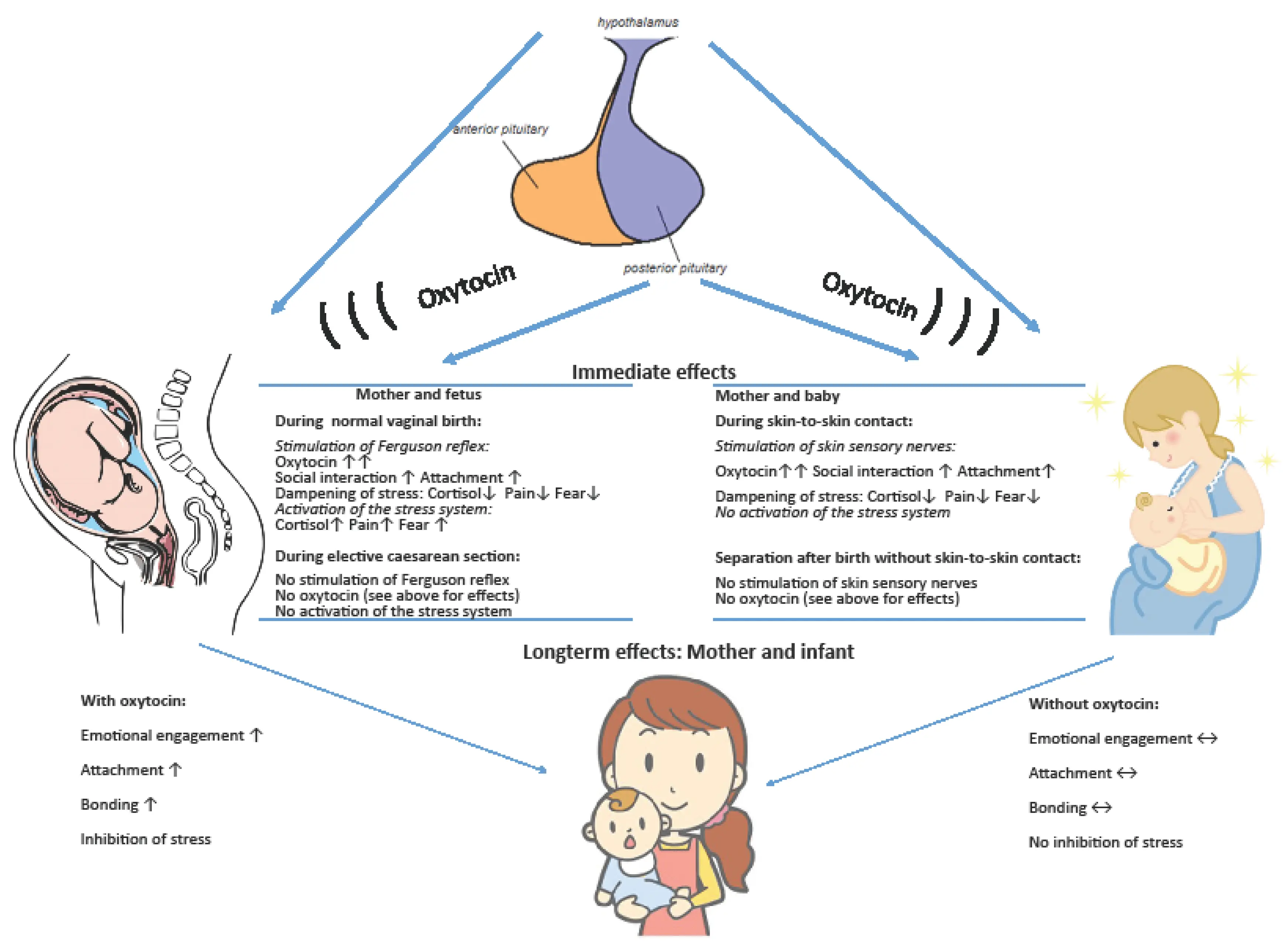 Oxytocin &#8211; action, functions, research. Oxytocin and childbirth