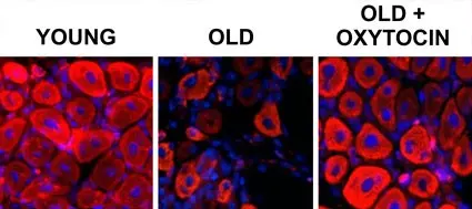 Oxytocin helps regenerate muscles