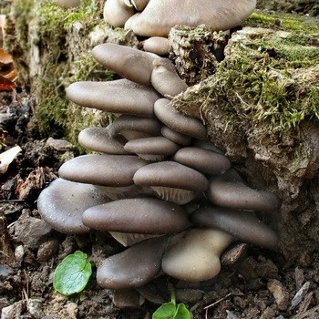 Oyster mushroom: photo and description